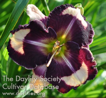 Daylily Nicole's the One and Only
